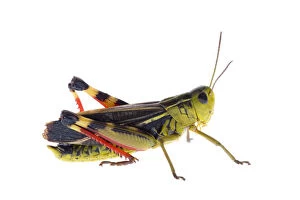 Images Dated 7th July 2007: Grasshopper (Arcyptera fusca) Fliess, Naturpark Kaunergrat, Tirol, Austria, July 2008