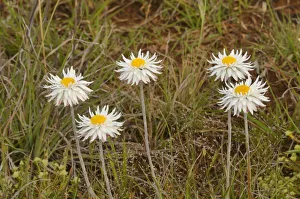 Grassland paperdaisy (Leucochrysum albicans var. tricolor). Tasmania, Australia. November Grassland paperdaisy (Leucochrysum albicans var. tricolor). Tasmania, Australia. November