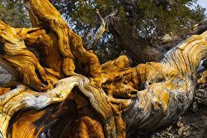 Great Basin Bristlecone Pine (Pinus longaeva) fallen ancient tree, White Mountains Great Basin Bristlecone Pine (Pinus longaeva) fallen ancient tree, White Mountains