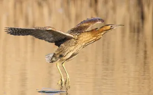 Great bittern (Botaurus stellaris) in flight over water with feet dragging through it Great bittern (Botaurus stellaris) in flight over water with feet dragging through it