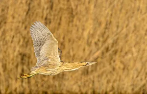 Great bittern (Botaurus stellaris) in flight over water. London, UK. December Great bittern (Botaurus stellaris) in flight over water. London, UK. December