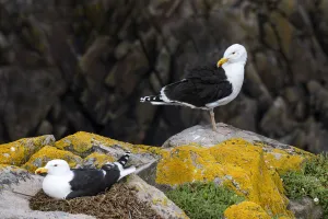Great black-backed gull (Larus marinus) on nest, Saltee Island, County Wexford, Ireland. June Great black-backed gull (Larus marinus) on nest, Saltee Island, County Wexford, Ireland. June