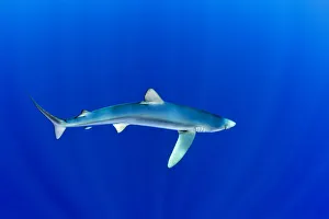 Great Blue shark (Prionace glauca) profile portrait viewed from slightly above Great Blue shark (Prionace glauca) profile portrait viewed from slightly above