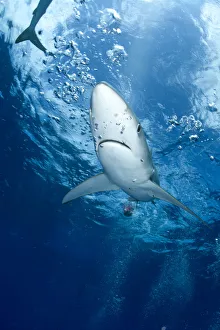 Great Blue shark (Prionace glauca) viewed from just below the surface, Pico Island Great Blue shark (Prionace glauca) viewed from just below the surface, Pico Island