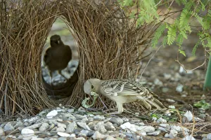 Great bowerbird (Chlamydera nuchalis), male showing off treasures whilst female inspects Great bowerbird (Chlamydera nuchalis), male showing off treasures whilst female inspects
