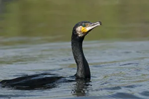 Great cormorant (Phalacrocorax carbo) on water, Fisher pond, Prypiat area, Belarus Great cormorant (Phalacrocorax carbo) on water, Fisher pond, Prypiat area, Belarus
