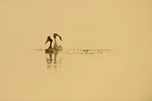 Great crested grebe (Podiceps cristatus) pair displaying on water at dawn, Rutland Water
