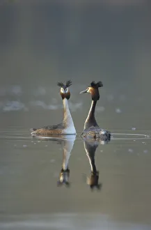 Great crested grebe (Podiceps cristatus) pair of adults during part of their elaborate Great crested grebe (Podiceps cristatus) pair of adults during part of their elaborate