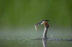 Great crested grebe (Podiceps cristatus) adult in profile with a fish that it has just Great crested grebe (Podiceps cristatus) adult in profile with a fish that it has just