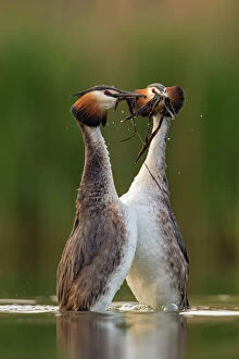 Catalogue10 Gallery: Great crested grebe (Podiceps cristatus) performing their weed dance during courtship