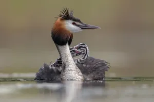 Great crested grebe (Podiceps cristatus) adult with young on its back Great crested grebe (Podiceps cristatus) adult with young on its back