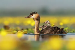 Great crested grebe (Podiceps cristatus) with young chicks on the back among Fringed Great crested grebe (Podiceps cristatus) with young chicks on the back among Fringed