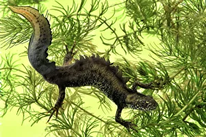 Great crested newt (Triturus cristatus) male in breeding condition, amongst Soft hornwort Great crested newt (Triturus cristatus) male in breeding condition, amongst Soft hornwort