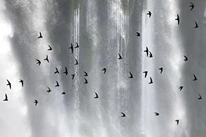 Images Dated 6th September 2010: Great dusky swift (Cypseloides senex) flock in front of Iguazu falls, Brazil / Argentina
