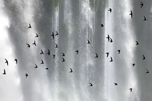 Great dusky swift (Cypseloides senex) flock in front of Iguazu falls, Brazil/Argentina Great dusky swift (Cypseloides senex) flock in front of Iguazu falls, Brazil/Argentina