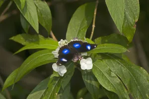Great eggfly (Hypolimnas bolina) butterfly male nectaring on Rough-leaved hydrangea Great eggfly (Hypolimnas bolina) butterfly male nectaring on Rough-leaved hydrangea