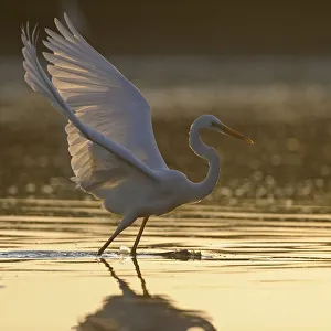 Great egret (Ardea alba) landing on water, Elbe Biosphere Reserve, Lower Saxony, Germany Great egret (Ardea alba) landing on water, Elbe Biosphere Reserve, Lower Saxony, Germany