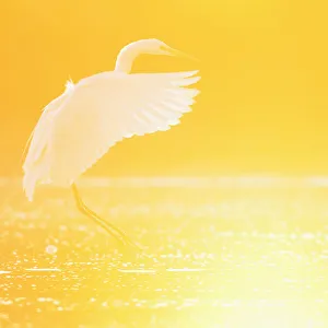 Great egret (Ardea alba) landing on water at sunrise, Elbe Biosphere Reserve, Lower Saxony Great egret (Ardea alba) landing on water at sunrise, Elbe Biosphere Reserve, Lower Saxony
