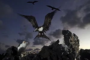 Great Frigatebird (Fregata minor) arriving at nest with chick, San Benedicto Island Great Frigatebird (Fregata minor) arriving at nest with chick, San Benedicto Island