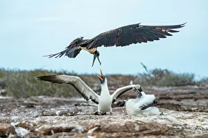 Great frigatebird (Fregata minor) attempting to steal food from Nazca booby (Sula granti) feeding its chick