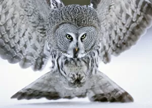 Powerful Owl Gallery: Great grey owl (Strix nebulosa) close up hunting in snow. Kuhmo, Finland. February