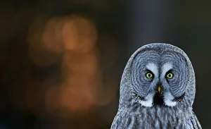 Great grey owl (Strix nebulosa) head portrait, Kuusamo, Finland, March Great grey owl (Strix nebulosa) head portrait, Kuusamo, Finland, March