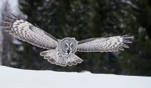 Great Grey Owl (Strix nebulosa) hunting over snow, Kuhmo Finland, March Great Grey Owl (Strix nebulosa) hunting over snow, Kuhmo Finland, March