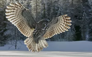 Powerful Owl Gallery: Great grey owl (Strix nebulosa) hunting over snow, woodland in background