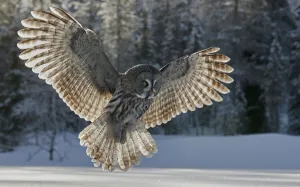 Great grey owl (Strix nebulosa) hunting over snow, woodland in background Great grey owl (Strix nebulosa) hunting over snow, woodland in background