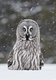 Great Grey Owl (Strix nebulosa) Kuhmo Finland, March Great Grey Owl (Strix nebulosa) Kuhmo Finland, March