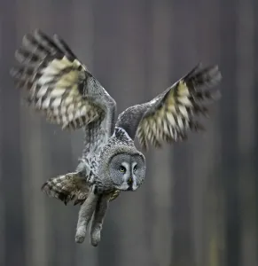 Images Dated 2nd January 2007: Great Grey Owl (Strix nebulosa) landing, Hyvink Finland, January 2007