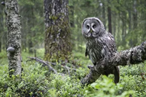 Great Grey owl (Strix nebulosa) perched in forest, Oulu, Finland. June 2008 WWE Mission Great Grey owl (Strix nebulosa) perched in forest, Oulu, Finland. June 2008 WWE Mission