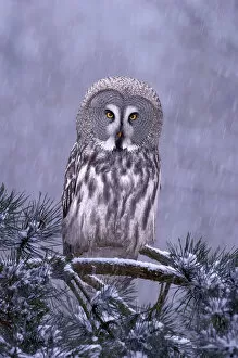 Images Dated 28th February 2005: Great grey owl (Strix nebulosa) perched in pine tree in snowfall, captive