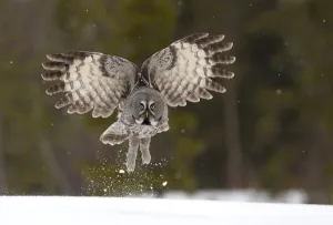 Great Grey owl (Strix nebulosa) taking off from the ground, Finland, April Great Grey owl (Strix nebulosa) taking off from the ground, Finland, April