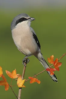 Great grey shrike (Lanius meridionalis) perched on a branch of Montpellier maple Great grey shrike (Lanius meridionalis) perched on a branch of Montpellier maple