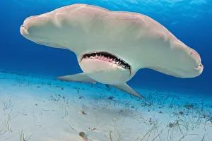 Great hammerhead shark (Sphyrna mokarran) portrait, South Bimini, Bahamas Great hammerhead shark (Sphyrna mokarran) portrait, South Bimini, Bahamas
