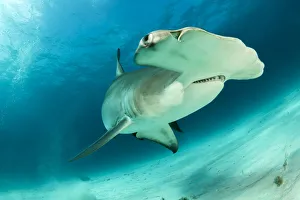 Great hammerhead shark (Sphyrna mokarran) swimming over sandy seabed, South Bimini Great hammerhead shark (Sphyrna mokarran) swimming over sandy seabed, South Bimini