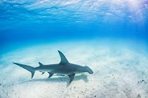 Great hammerhead shark (Sphyrna mokarran) swimming over a sandy seabed, Bimini, Bahamas Great hammerhead shark (Sphyrna mokarran) swimming over a sandy seabed, Bimini, Bahamas