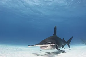 Great hammerhead shark (Sphyrna mokarran) swimming over sandy seabed, Bimini, Bahamas Great hammerhead shark (Sphyrna mokarran) swimming over sandy seabed, Bimini, Bahamas