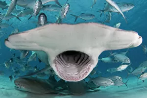 Chondrichthyes Gallery: Great hammerhead shark (Sphyrna mokarran) mouth wide open, feeding in shallow water