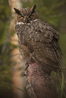 Great Horned Owl (Bubo virginianus) juvenile perched on owl model, Wisconsin, USA Great Horned Owl (Bubo virginianus) juvenile perched on owl model, Wisconsin, USA