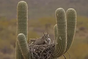 Caryophyllales Gallery: Great horned owl (Bubo virginianus) adult and chick in nest in Saguaro cactus