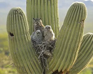 Images Dated 10th September 2019: Great horned owl (Bubo virgininus) with chicks in nest in Saguaro cactus