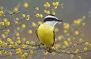 Great Kiskadee (Pitangus sulphuratus) perched on flowering blooming Huisache Great Kiskadee (Pitangus sulphuratus) perched on flowering blooming Huisache