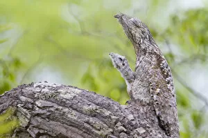Images Dated 15th October 2011: Great potoo (Nyctibius grandis) female with young resting on a branch, Pantanal, Mato Grosso
