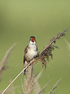 Great reed warbler (Acrocephalus arundinaceus) perched on reed, singing, Eastern Slowakia Great reed warbler (Acrocephalus arundinaceus) perched on reed, singing, Eastern Slowakia