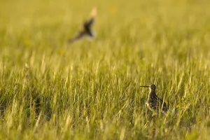 Great snipe (Gallinago media) in grassland, Matsalu National Park, Estonia, May 2009 Great snipe (Gallinago media) in grassland, Matsalu National Park, Estonia, May 2009