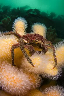 Crustaceans Gallery: Sea Spider