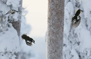 Great spotted woodpecker (Dendrocopos major) two flying in snowy woodland,, Kuusamo Great spotted woodpecker (Dendrocopos major) two flying in snowy woodland,, Kuusamo