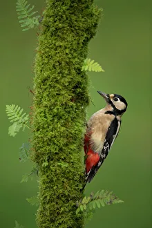 Great spotted woodpecker (Dendrocopos major), Scotland, November Great spotted woodpecker (Dendrocopos major), Scotland, November